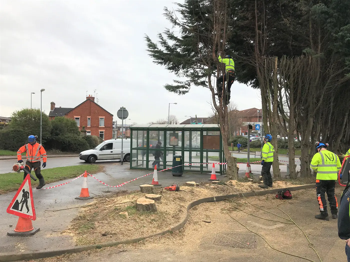 Burton: Conifer removal project