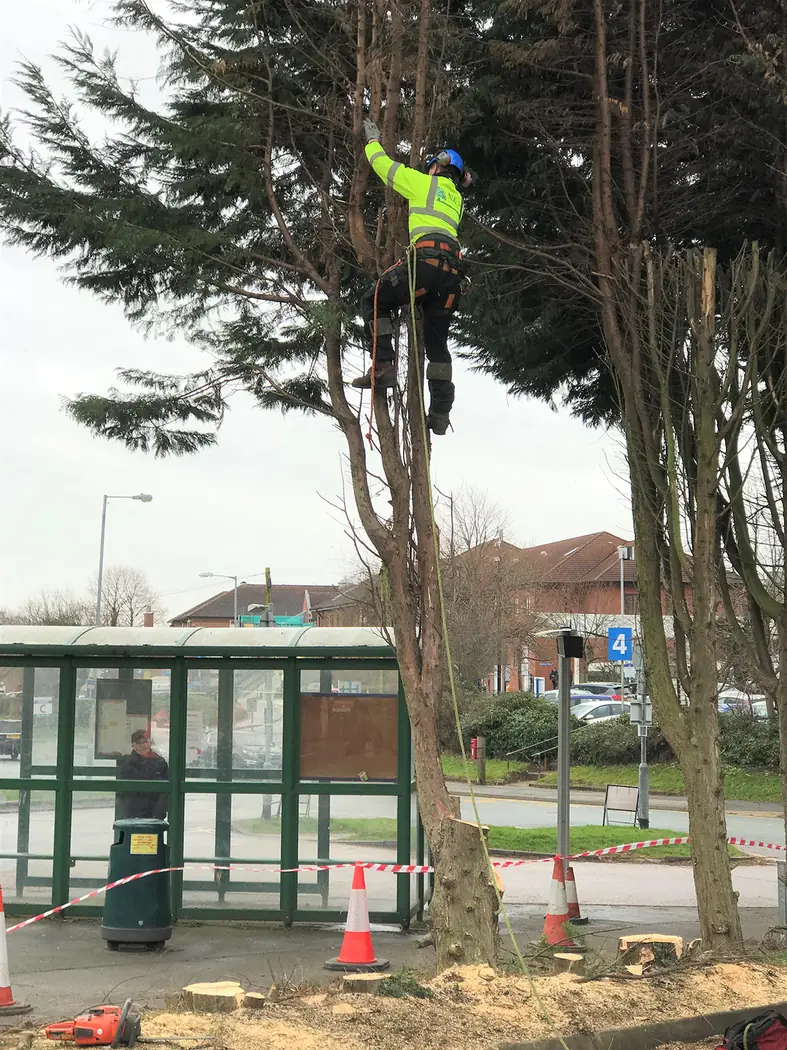 Burton: Conifer removal project photograph 2
