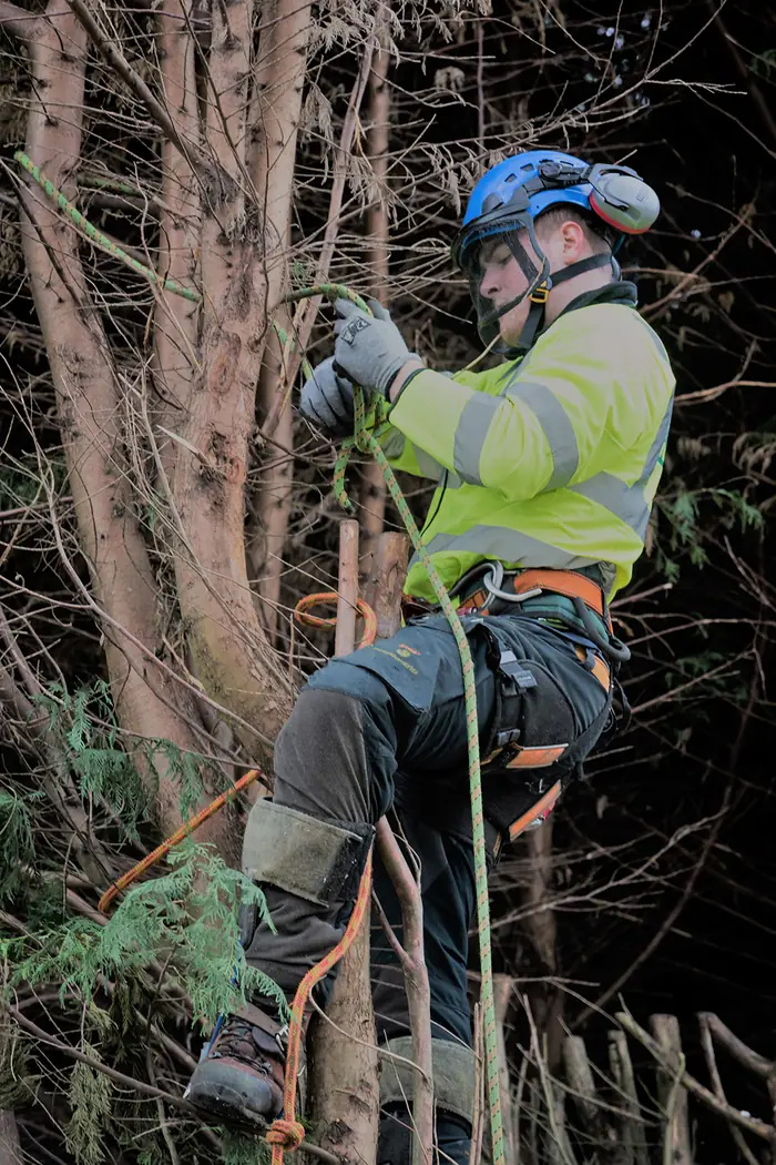 Burton: Conifer removal project photograph 3