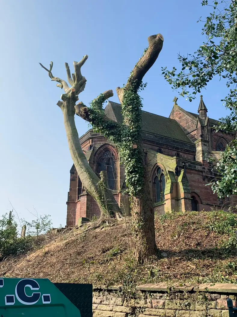 Church: Crane-assisted tree removal project photograph 2