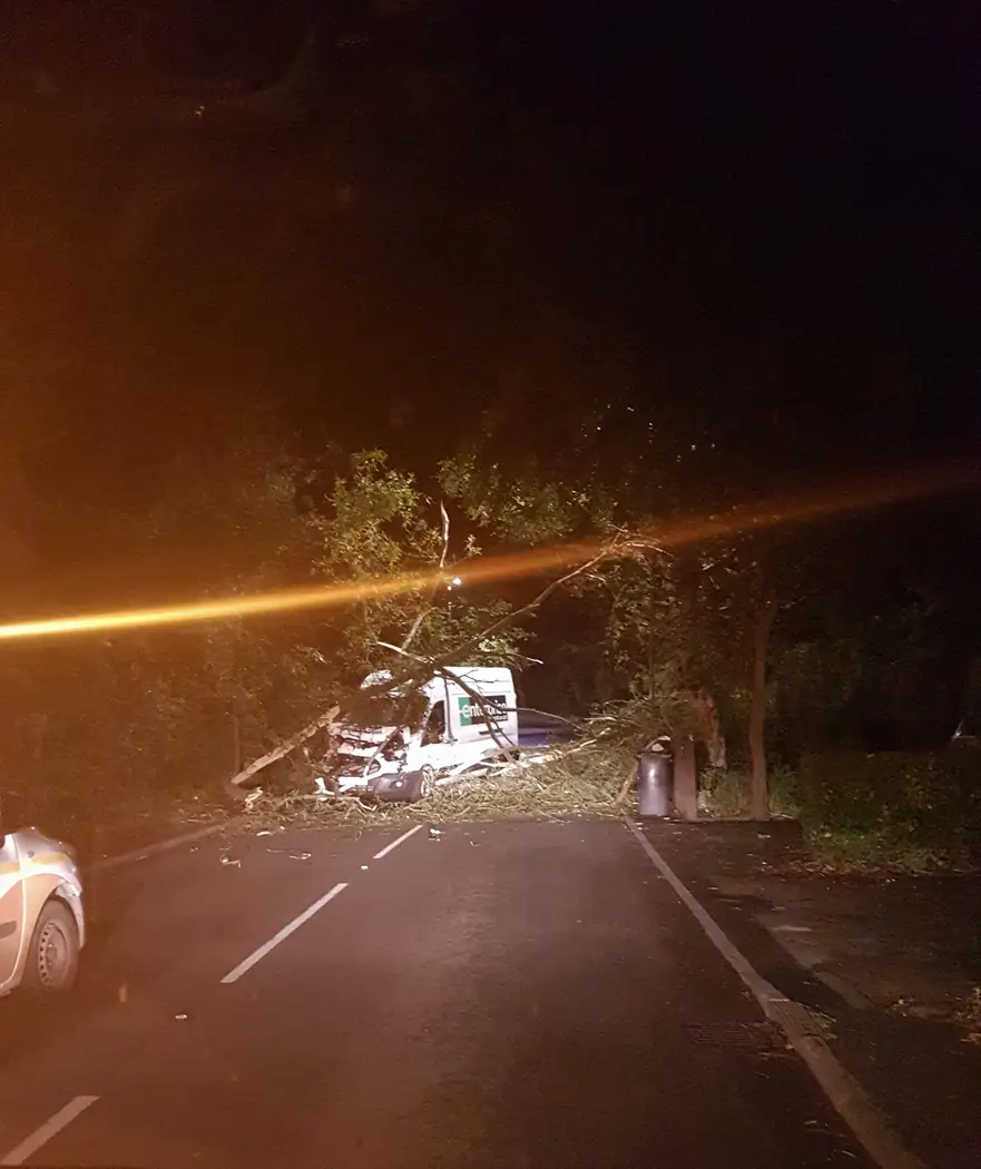 Emergency: Tree fallen on van project photograph 3