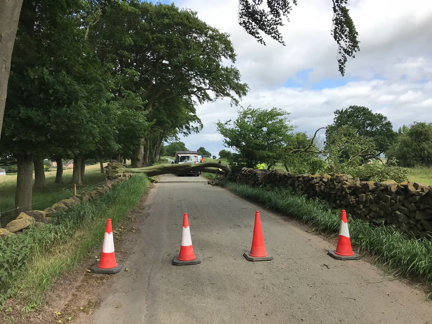 Endon: Beech tree removal project