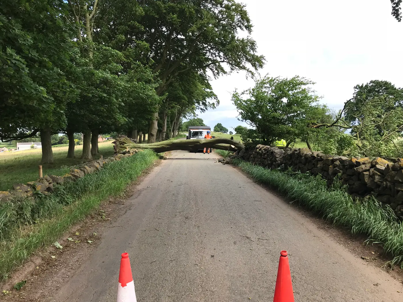 Endon: Beech tree removal project photograph 2