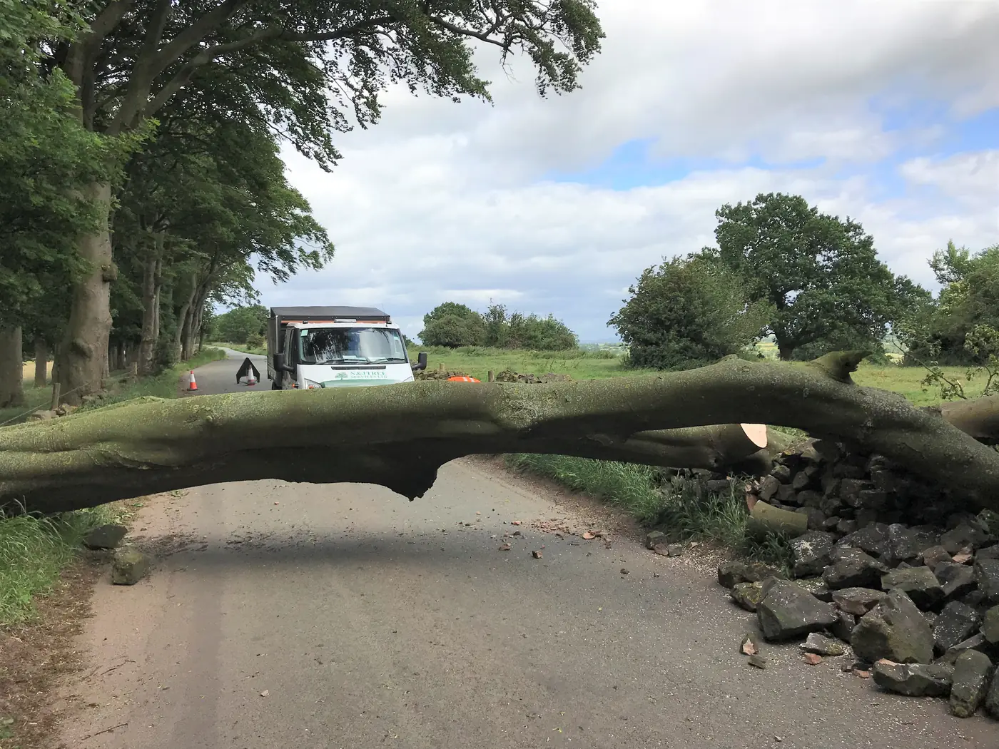 Endon: Beech tree removal project photograph 3