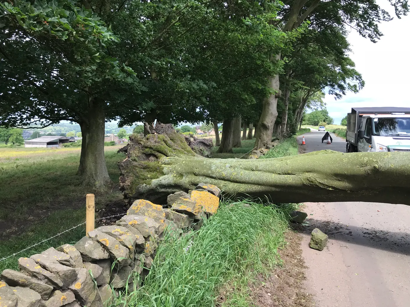 Endon: Beech tree removal project photograph 4