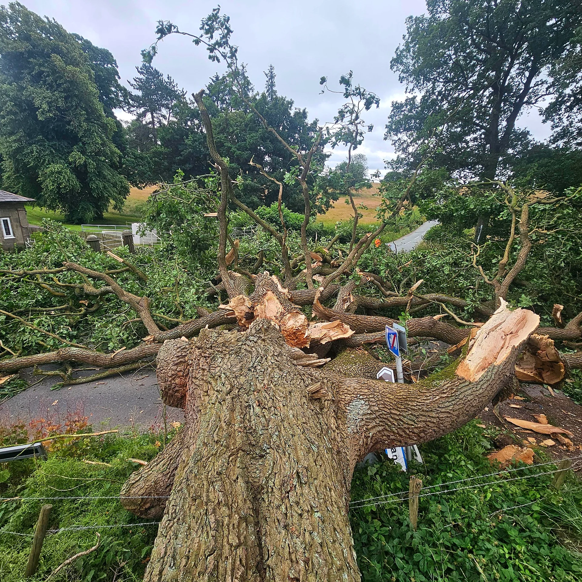 Mature fallen oak obstructing Hollington Road in Tean before clearance