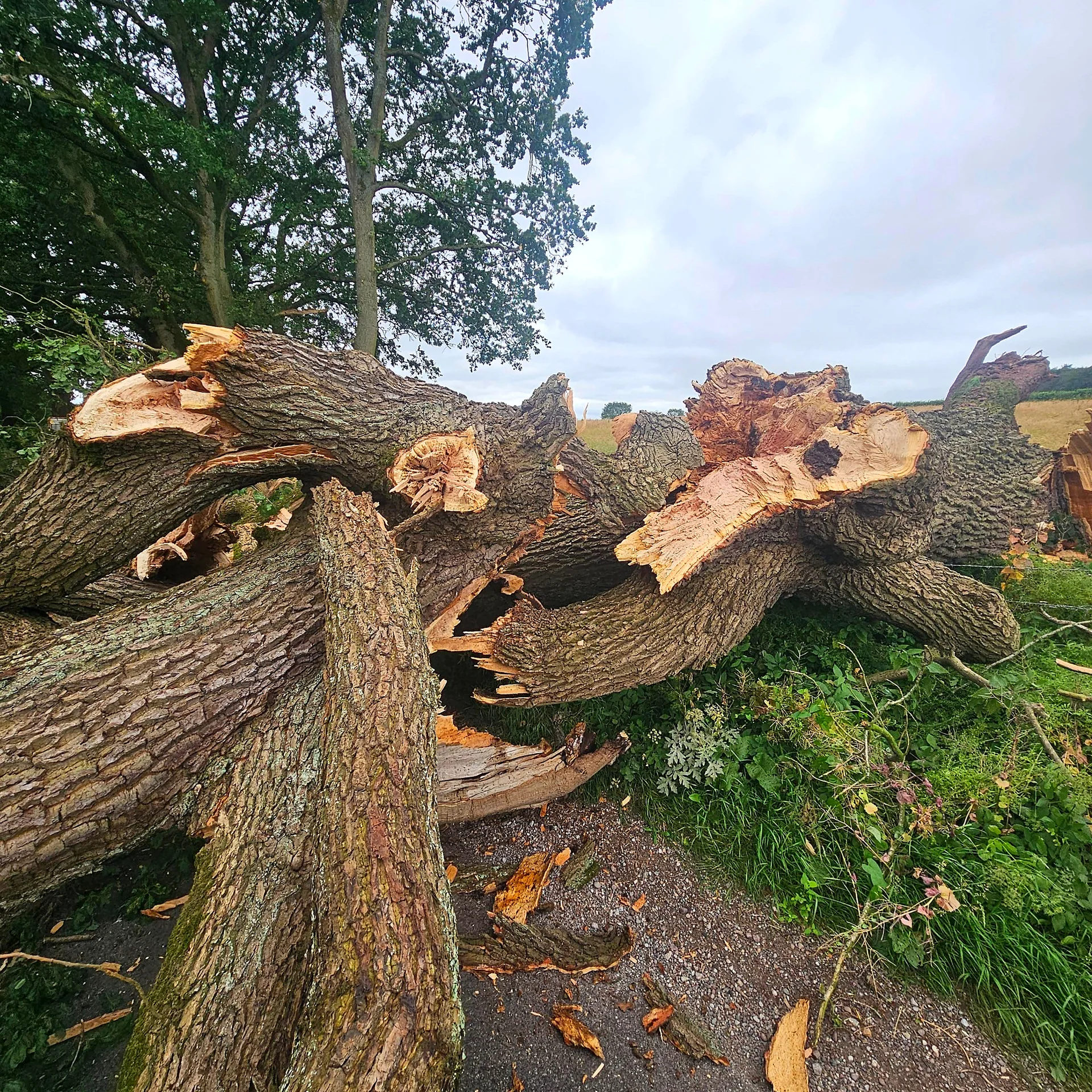 Cut sections of the failed oak retained on the adjoining private land