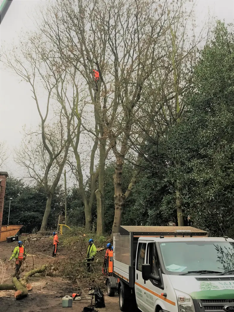 Hanley: Ash tree removal project