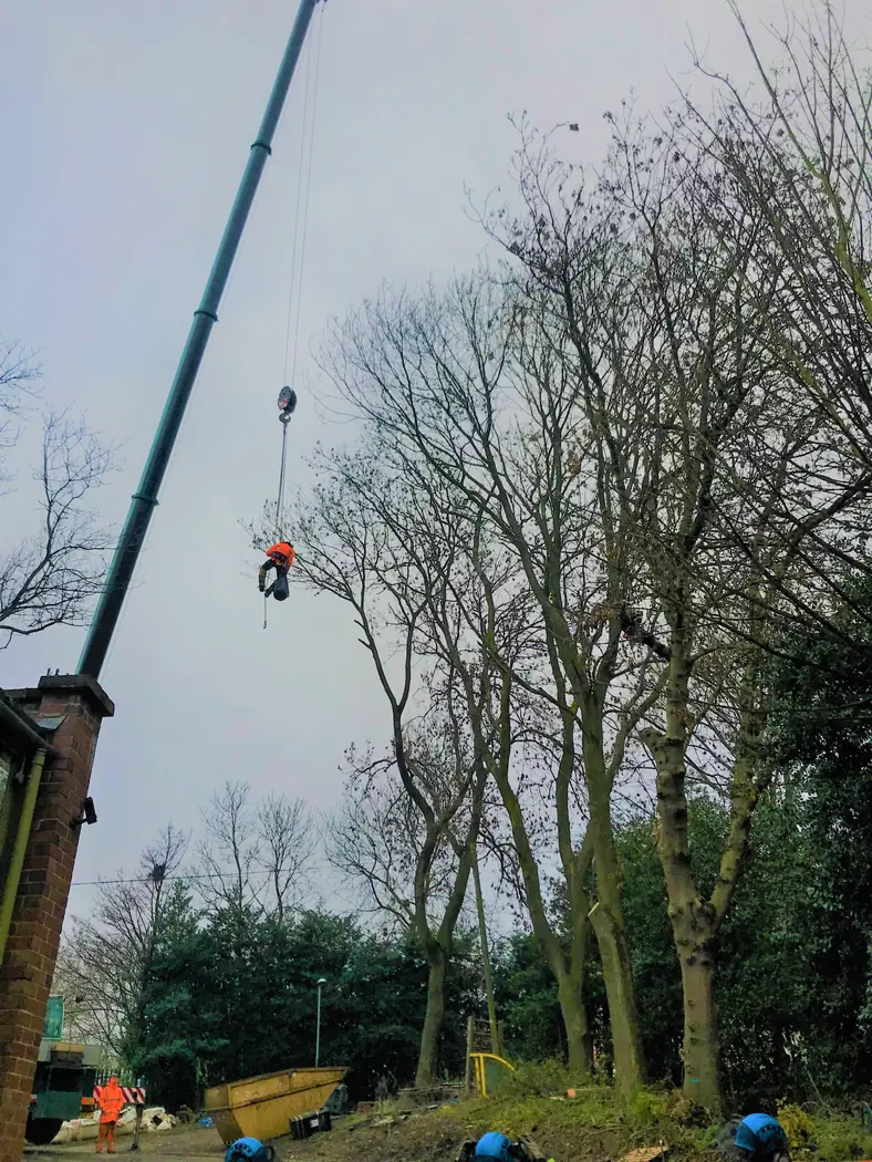 Hanley: Ash tree removal project photograph 2