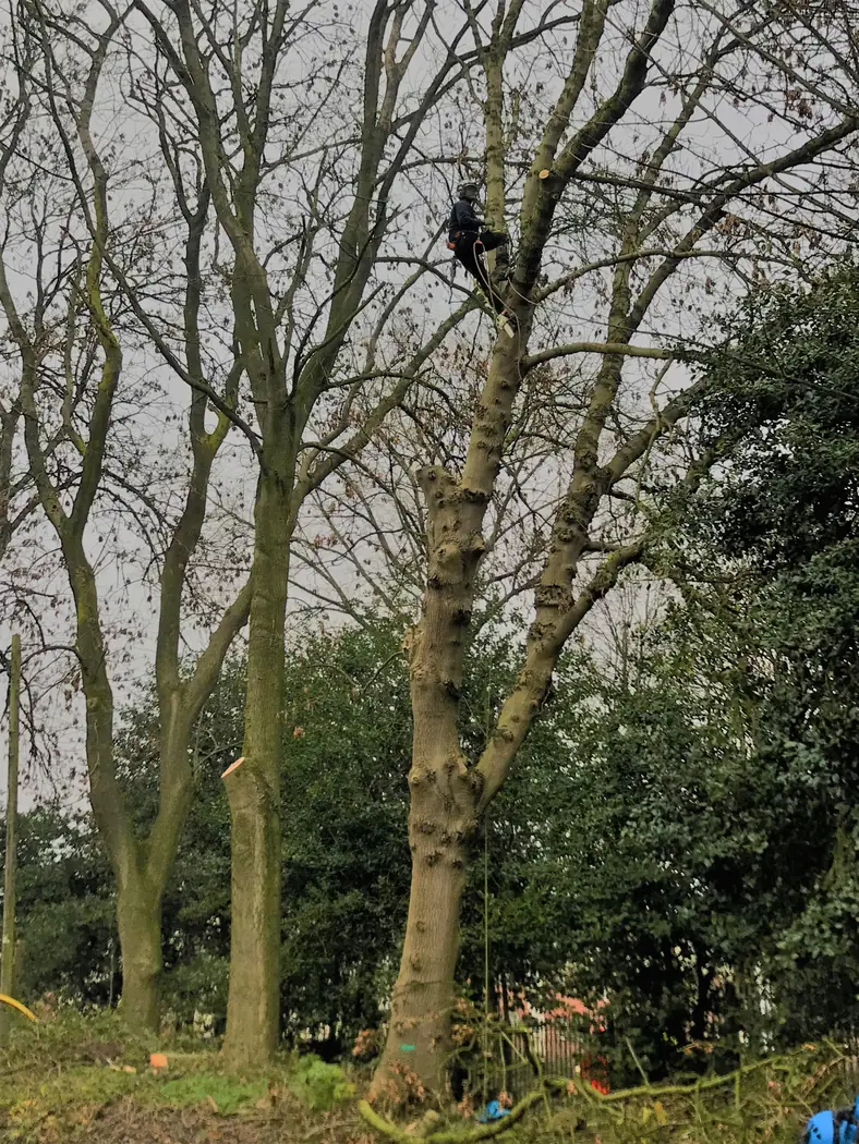 Hanley: Ash tree removal project photograph 3