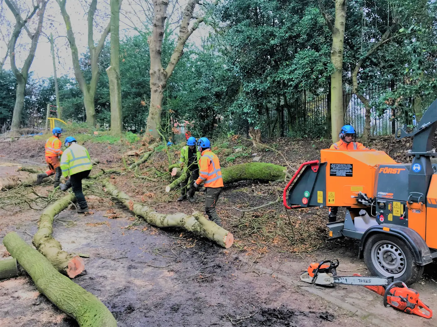 Hanley: Ash tree removal project photograph 4