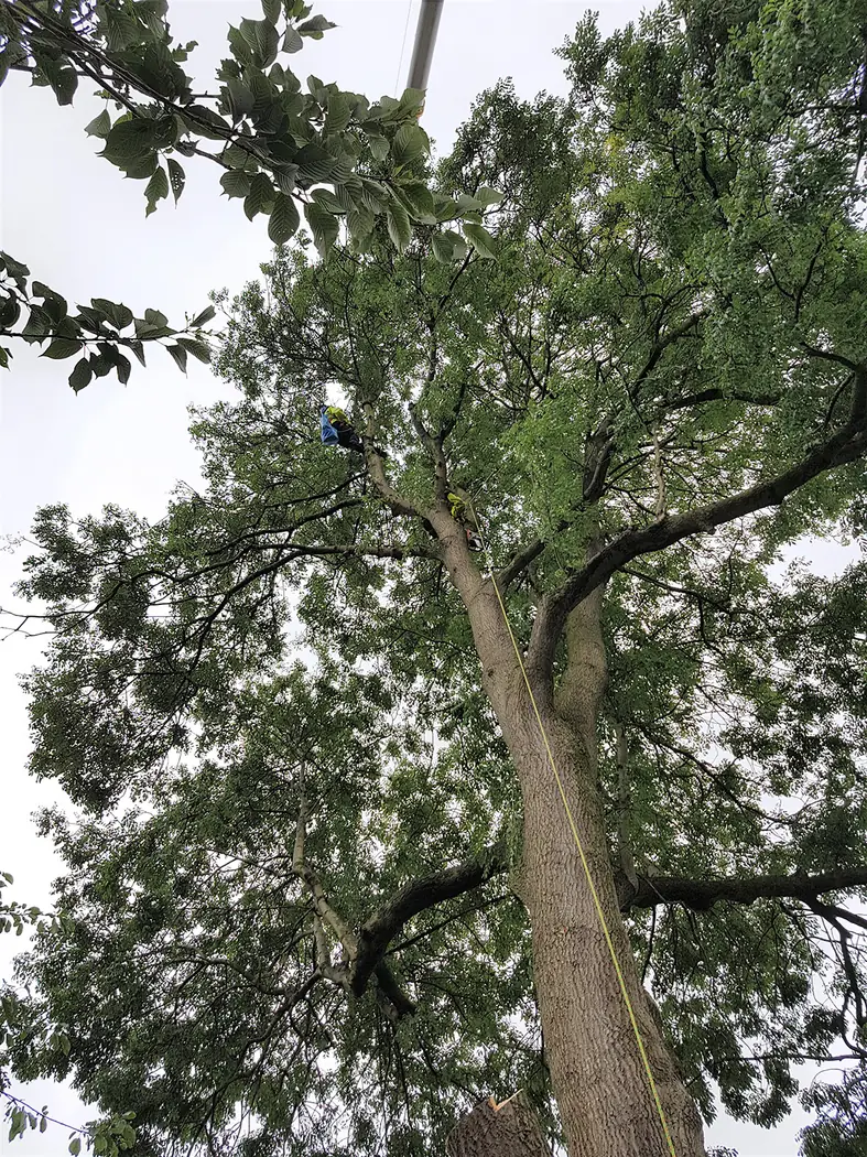 Langdale: Crane-assisted tree removal project photograph 3