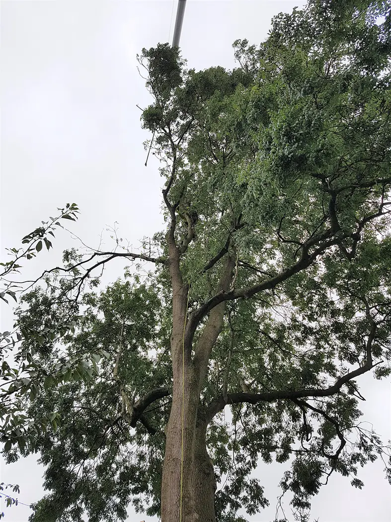 Langdale: Crane-assisted tree removal project photograph 4