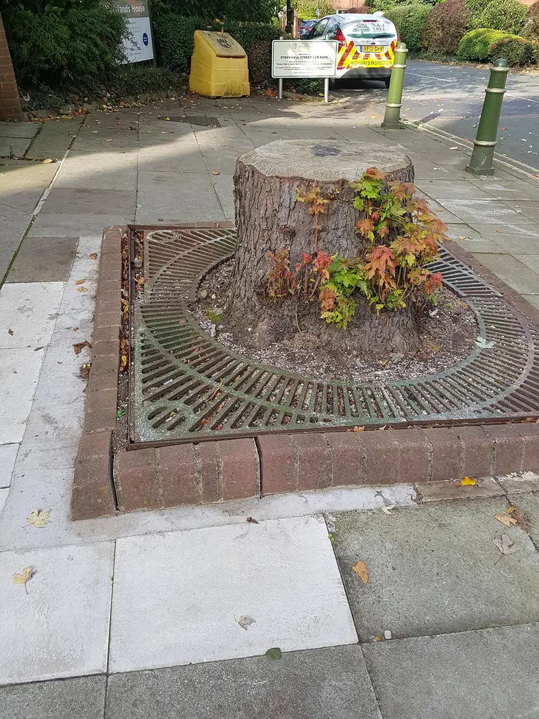 Leek: Tree planting project