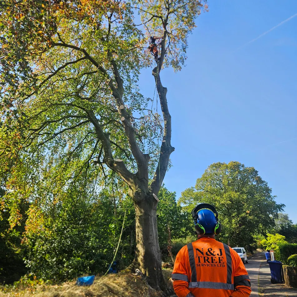 N&J arborists carrying out the controlled dismantling of a mature tree beside Priory Road