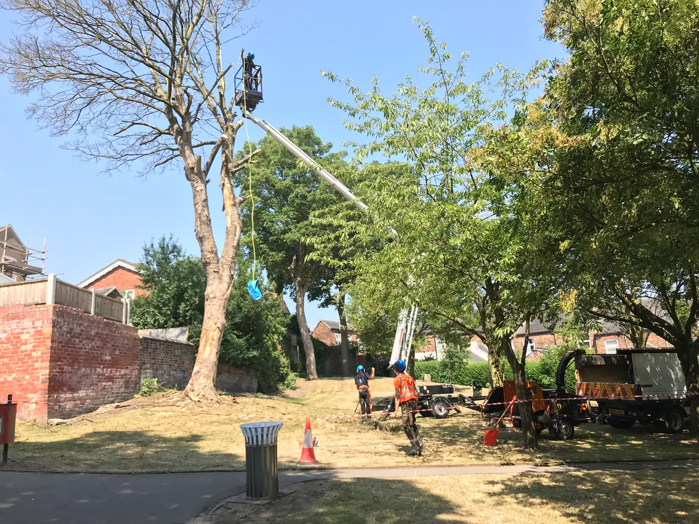 Park: Sycamore reduction project
