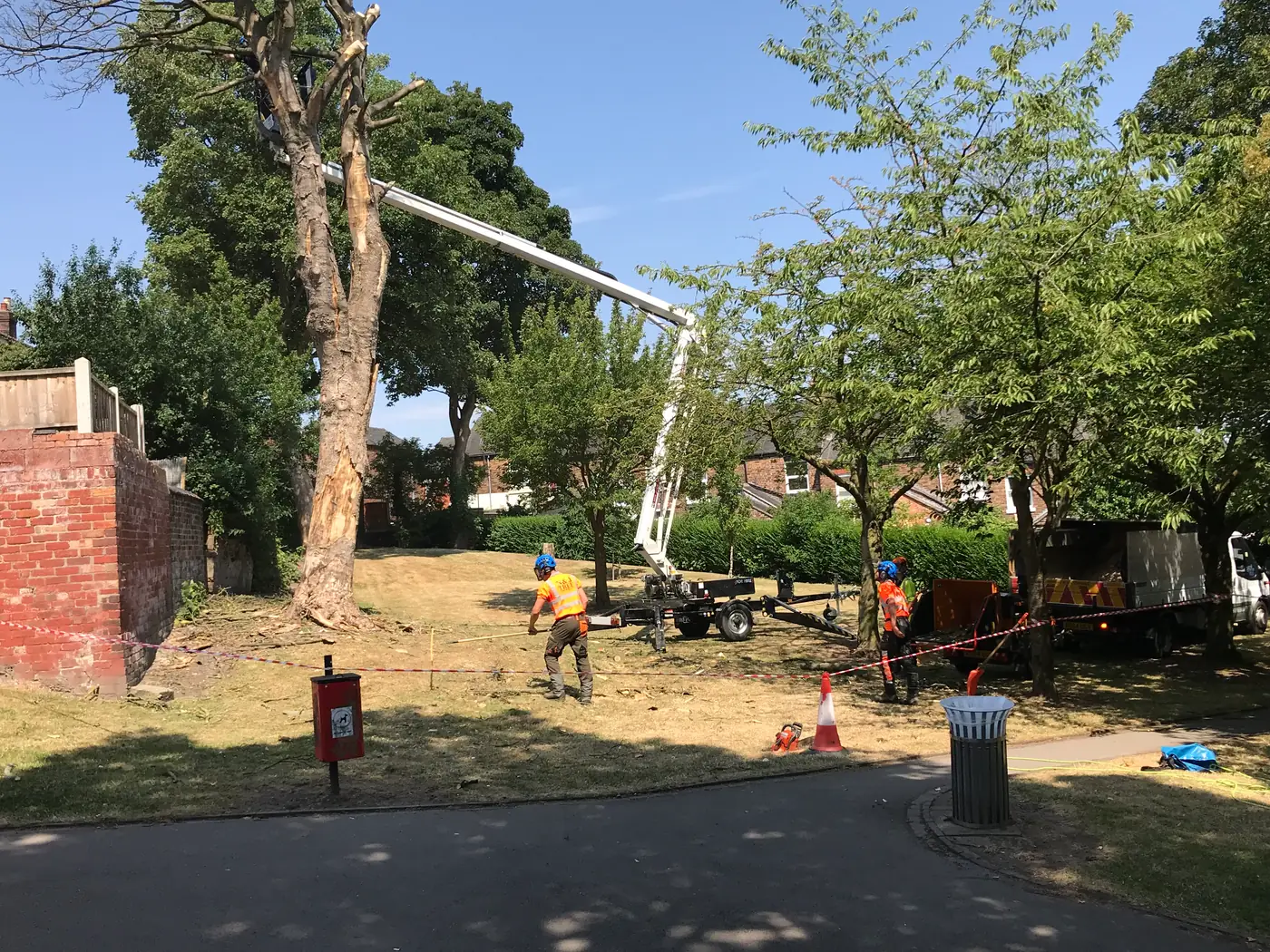 Park: Sycamore reduction project photograph 2