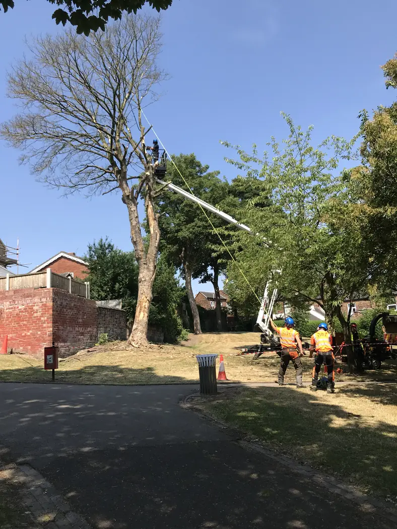 Park: Sycamore reduction project photograph 3