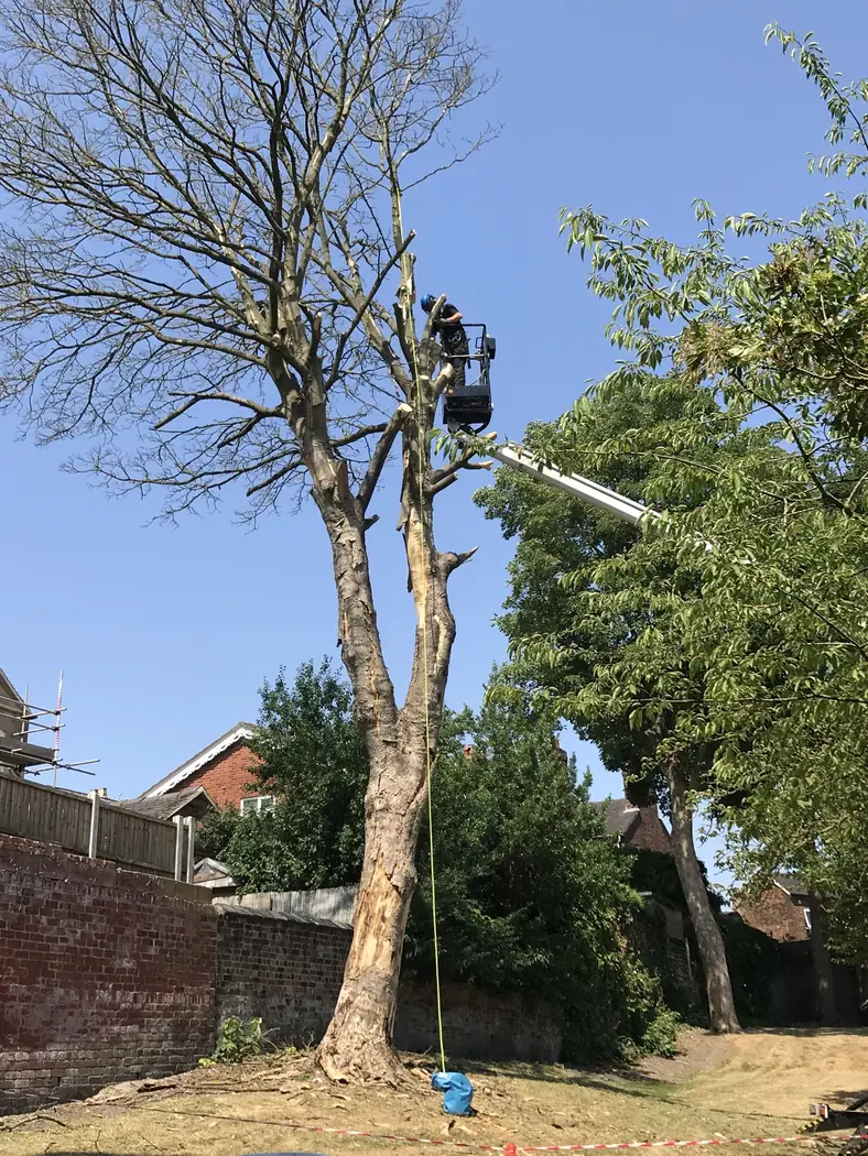 Park: Sycamore reduction project photograph 4