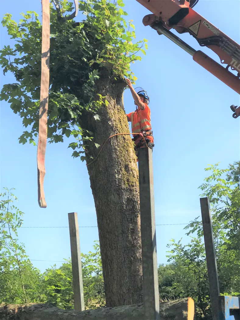 Staffordshire: Deadwood removal project photograph 3