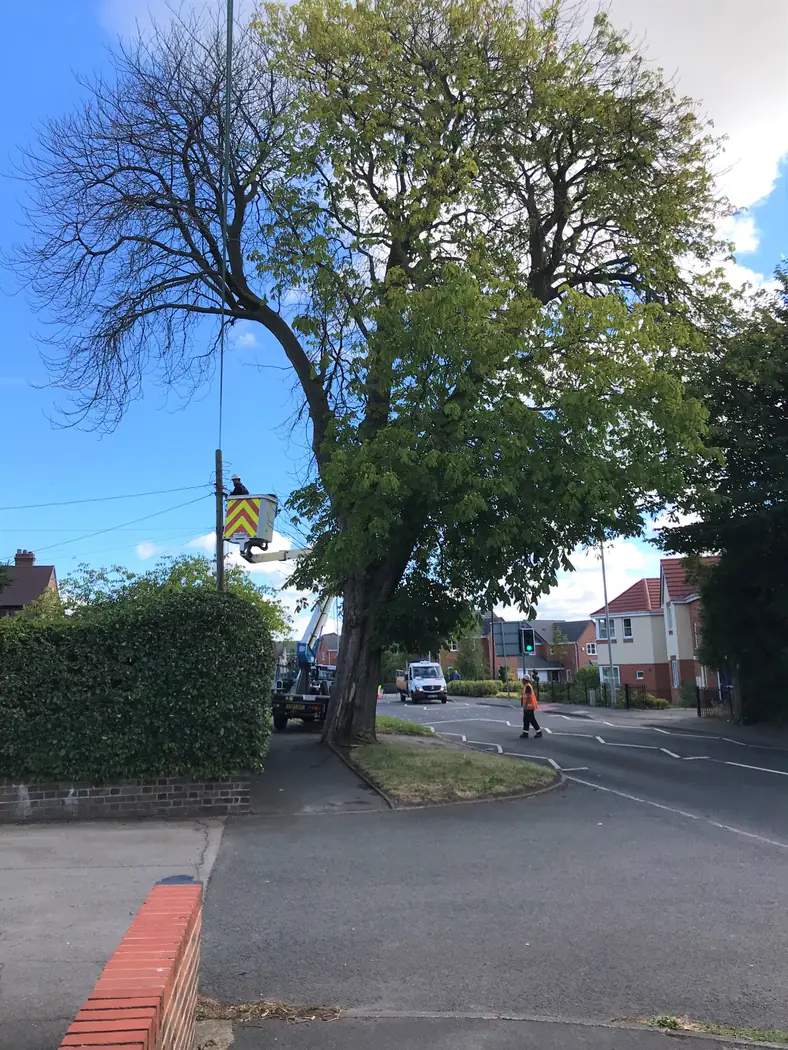 Weston Coyney: Crane-assisted tree removal project