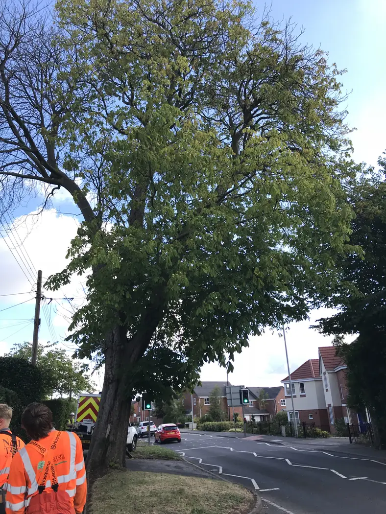 Weston Coyney: Crane-assisted tree removal project photograph 2