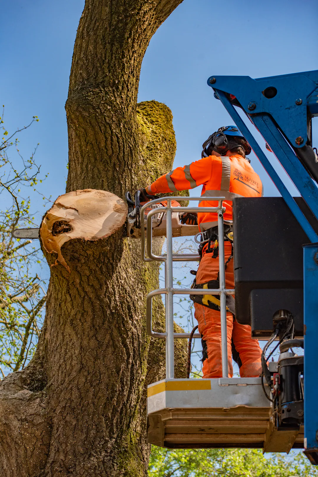N&J Tree Services arborist sectioning a mature tree from a mobile elevating work platform