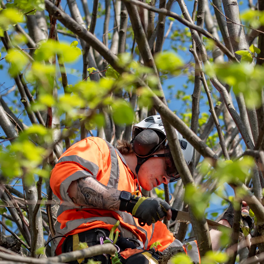 N&J Tree Services arborist carrying out controlled hand pruning within a dense canopy