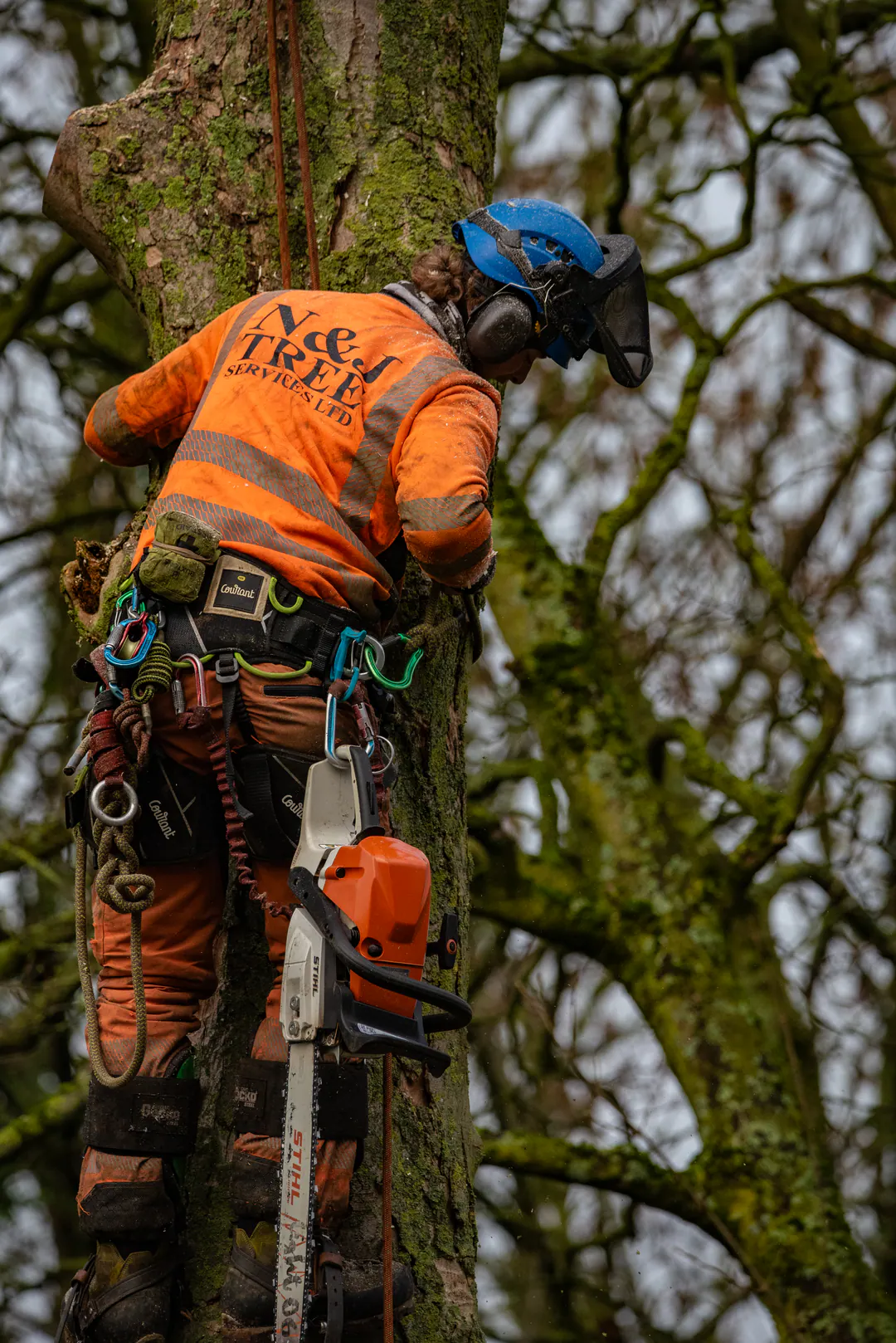 N&J Tree Services climbing arborist secured to a mature tree with rope-access equipment