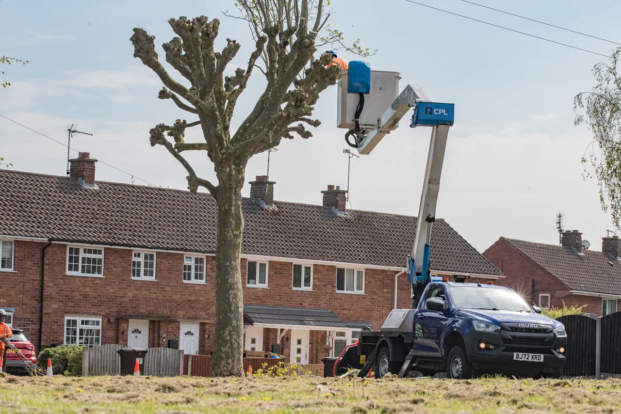 N&J Tree Services carrying out MEWP tree work beside occupied homes