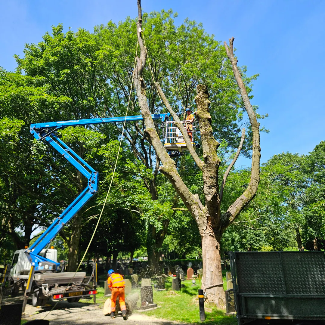 N&J Tree Services crew carrying out controlled MEWP tree work within a public cemetery