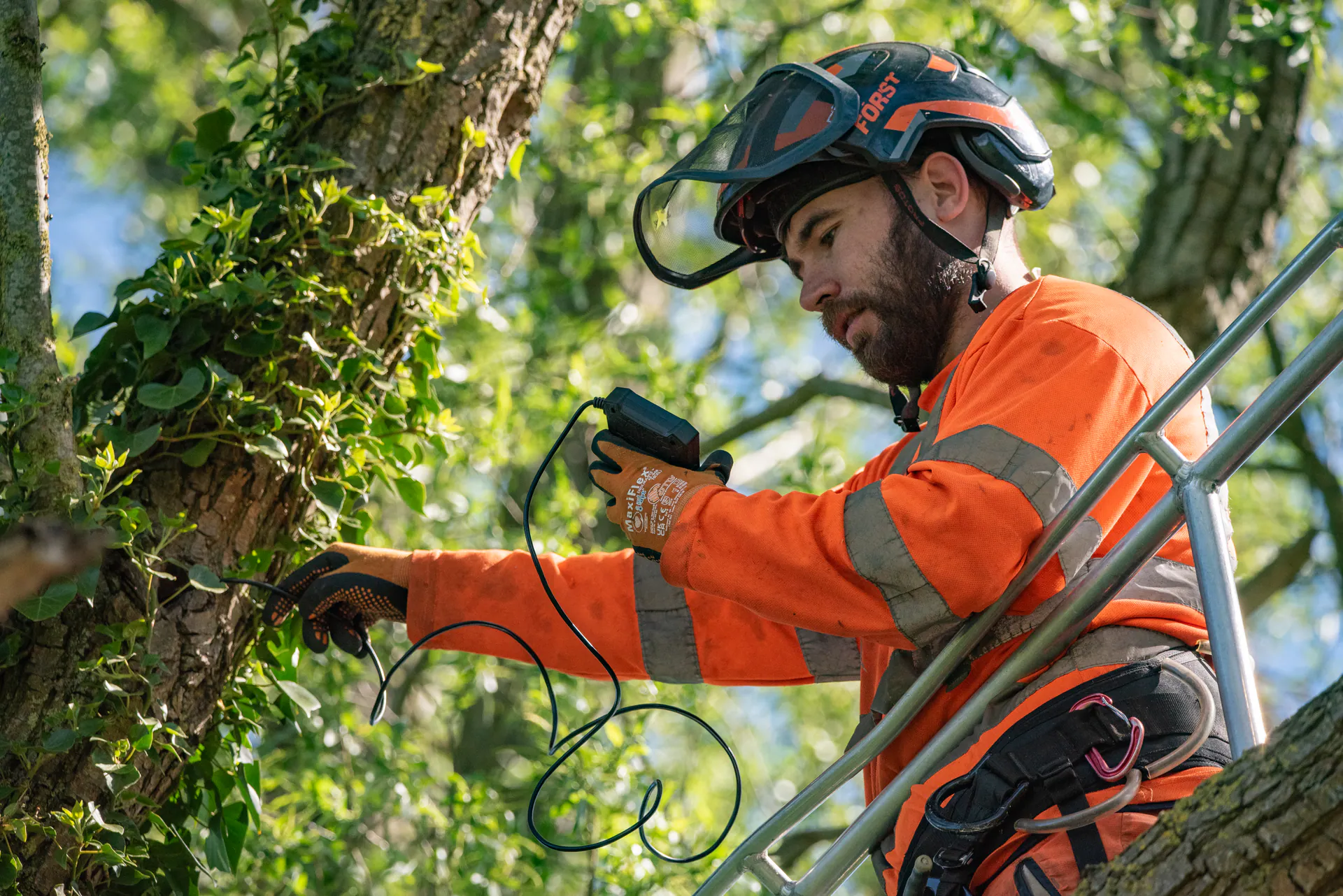 N&J Tree Services arborist carrying out a diagnostic assessment on a mature tree